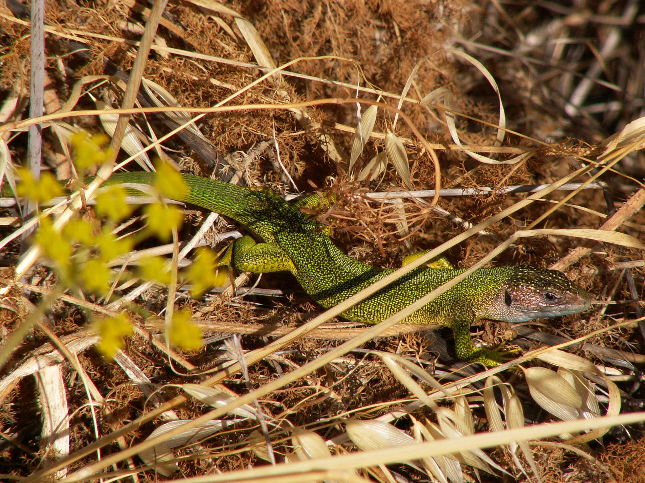 Image of Western Green Lizard