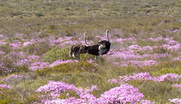 Image of South African Ostrich