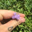 Imagem de Ageratum maritimum Kunth