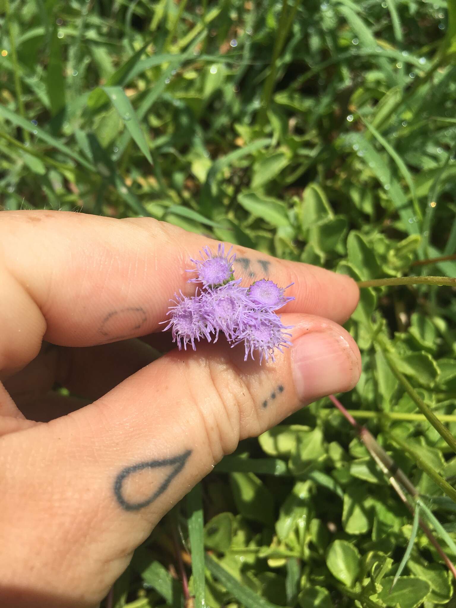 Imagem de Ageratum maritimum Kunth