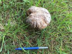 Image of Cep