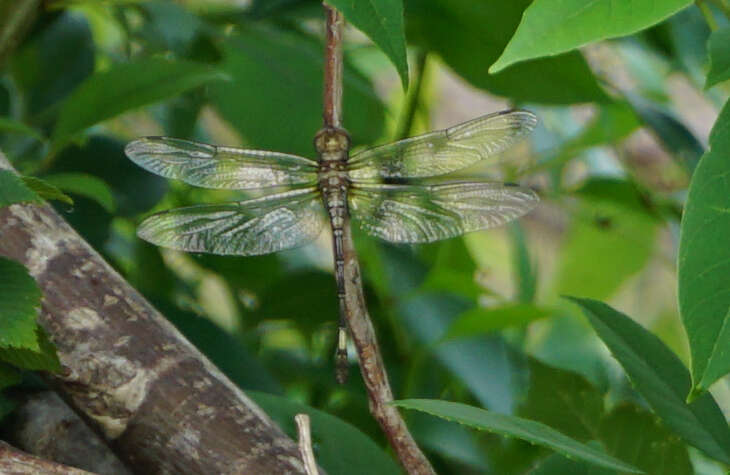 Image of Pale-faced Clubskimmer