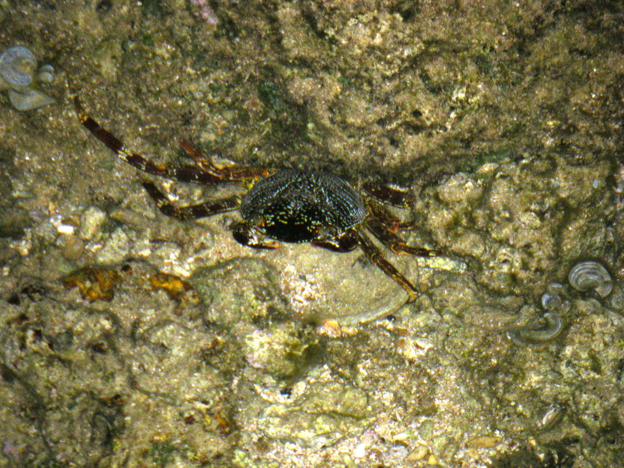 Image of Shore crab