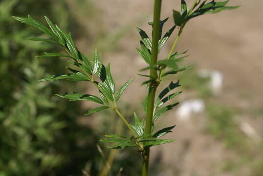 Image de Thalictrum simplex subsp. amurense (Maxim.) Hand