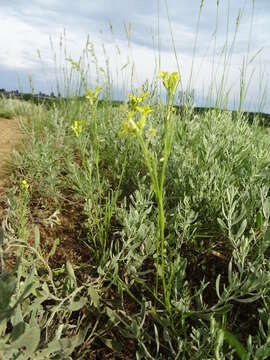 Image of Erysimum canescens Roth