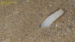 Image of Gould's razor shell