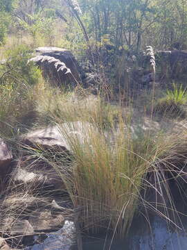 Image de Miscanthus junceus (Stapf) Pilg.