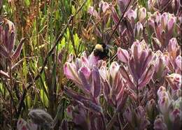 Image of saltmarsh bird's-beak