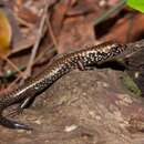 Image of Border Ranges Blue-spectacled