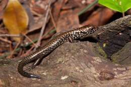 Image of Border Ranges Blue-spectacled