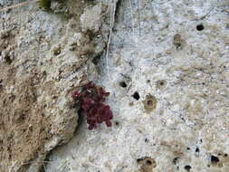 Image of Gaultheria depressa Hook. fil.