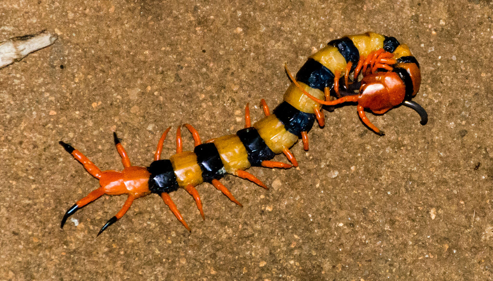 Image of Indian tiger centipede