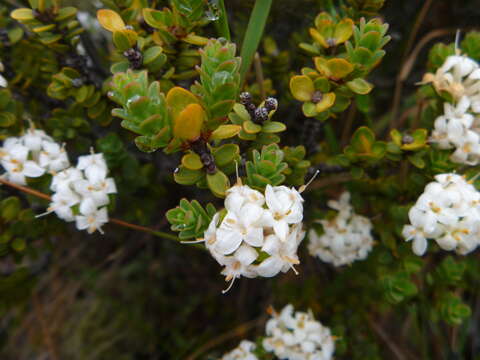 Image of Pimelea traversii Hook. fil.