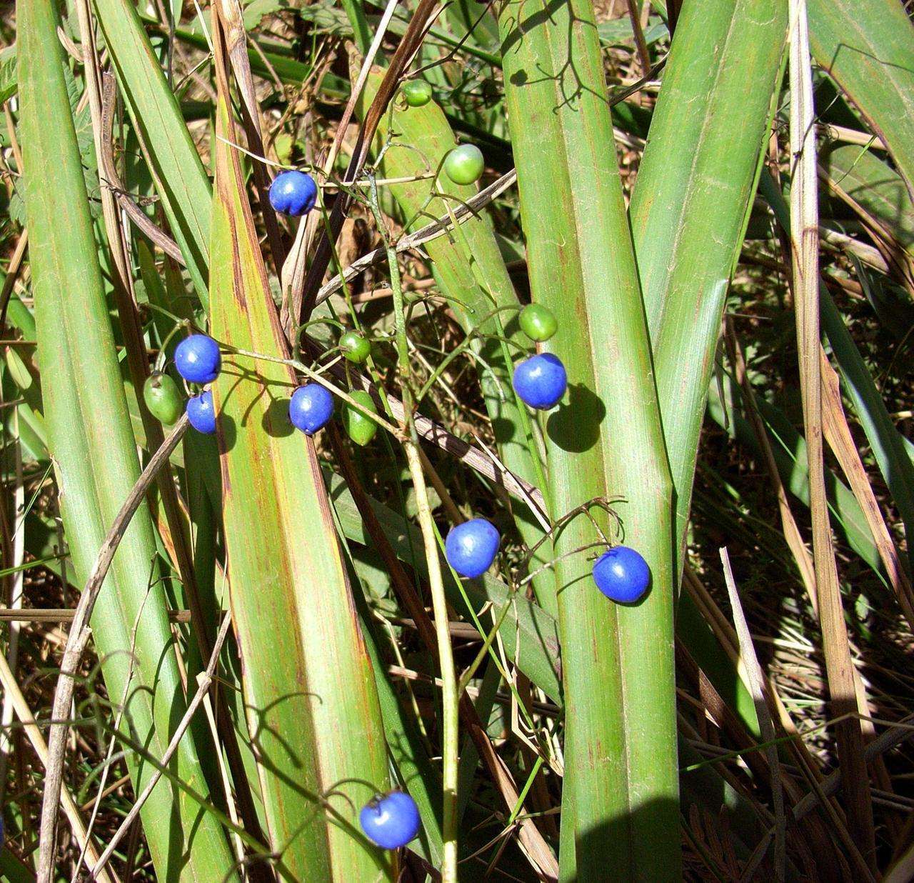 Image de Dianella tasmanica Hook. fil.