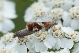 Image of Epinotia cruciana Linnaeus 1761