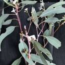 Image of Eucalyptus calidissima