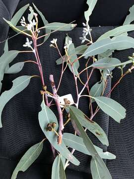 Image of Eucalyptus calidissima