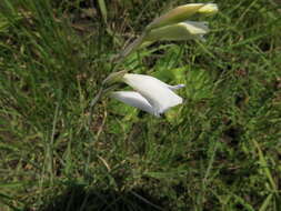 Imagem de Gladiolus appendiculatus G. J. Lewis