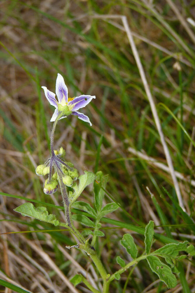 Image of Commerson's nightshade