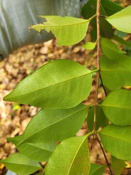 Image de Eugenia pseudopsidium Jacq.