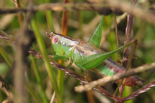 Слика од Conocephalus (Conocephalus) doryphorus (Karny 1907)