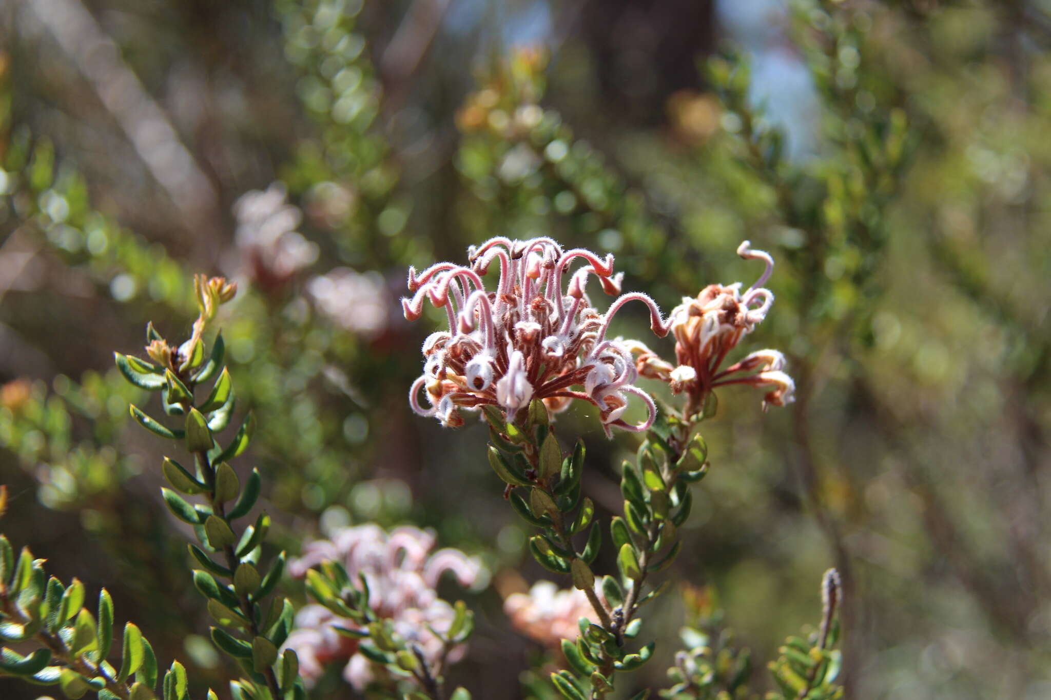 Image of Grevillea buxifolia subsp. buxifolia