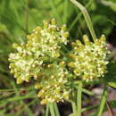 Image of Xysmalobium involucratum (E. Mey.) Decne.