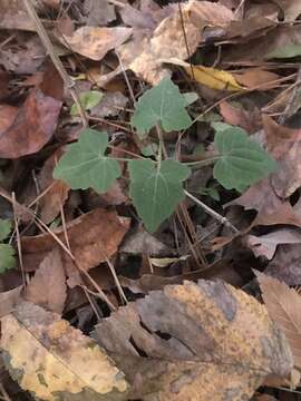 Plancia ëd Mikania cordifolia (L. fil.) Willd.