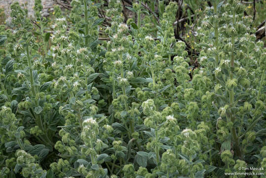 Phacelia heterophylla var. virgata (Greene) R. D. Dorn的圖片