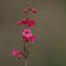 Image de Penstemon wrightii Hook.