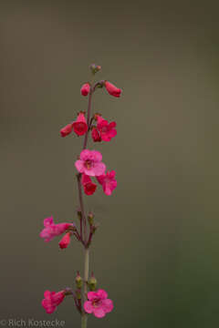 Image de Penstemon wrightii Hook.