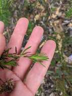 Olearia tenuifolia (DC.) Benth. resmi