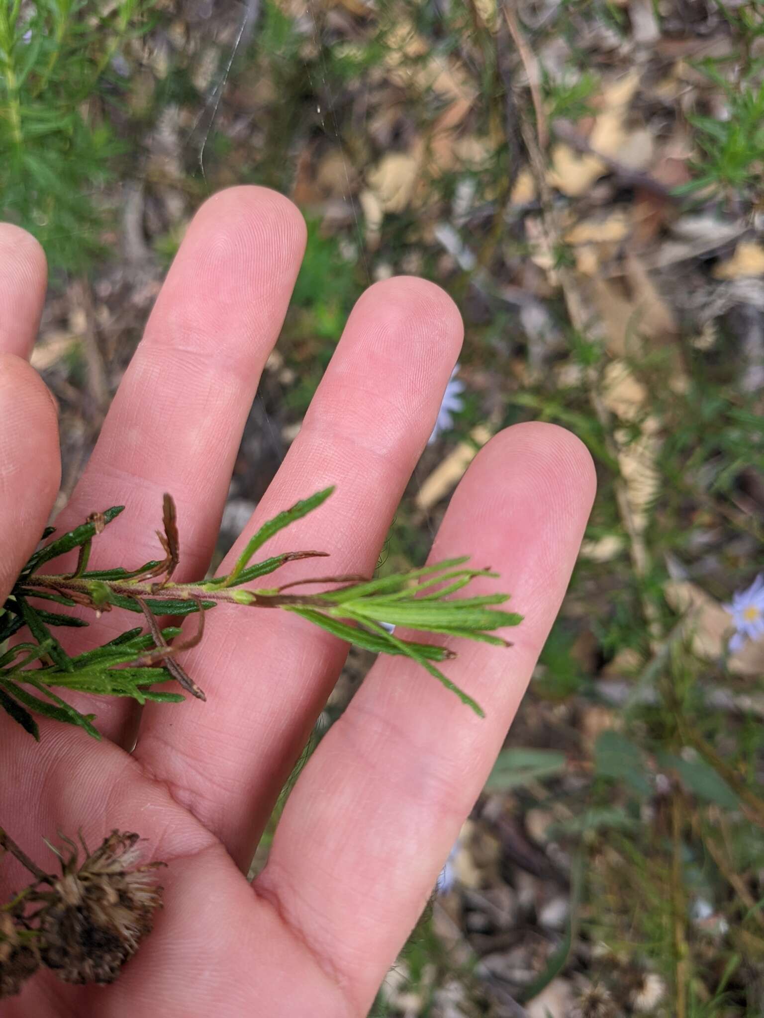 Olearia tenuifolia (DC.) Benth. resmi