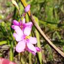 Image of Ixia stricta (Eckl. ex Klatt) G. J. Lewis