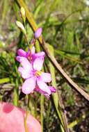 Image of Ixia stricta (Eckl. ex Klatt) G. J. Lewis