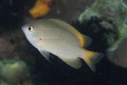 Image of Damselfish