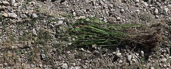 Image of Calamagrostis varia (Schrad.) Host