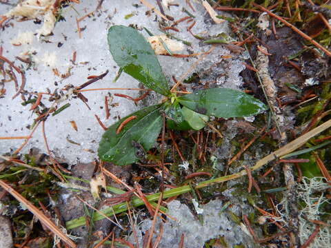 Image de Chimaphila umbellata subsp. umbellata