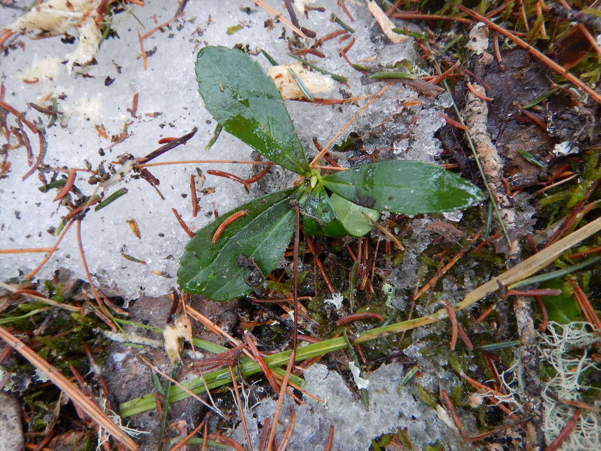 Image of Chimaphila umbellata subsp. umbellata