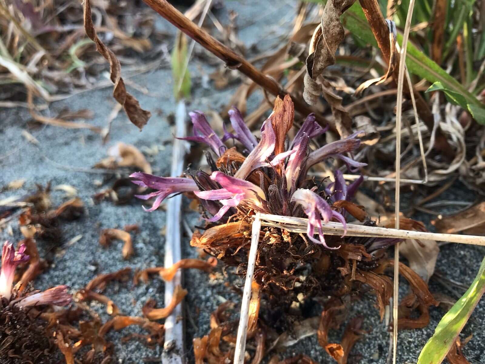 Imagem de Aphyllon californicum subsp. californicum