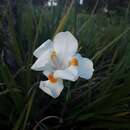 Image of Dietes Salisb. ex Klatt