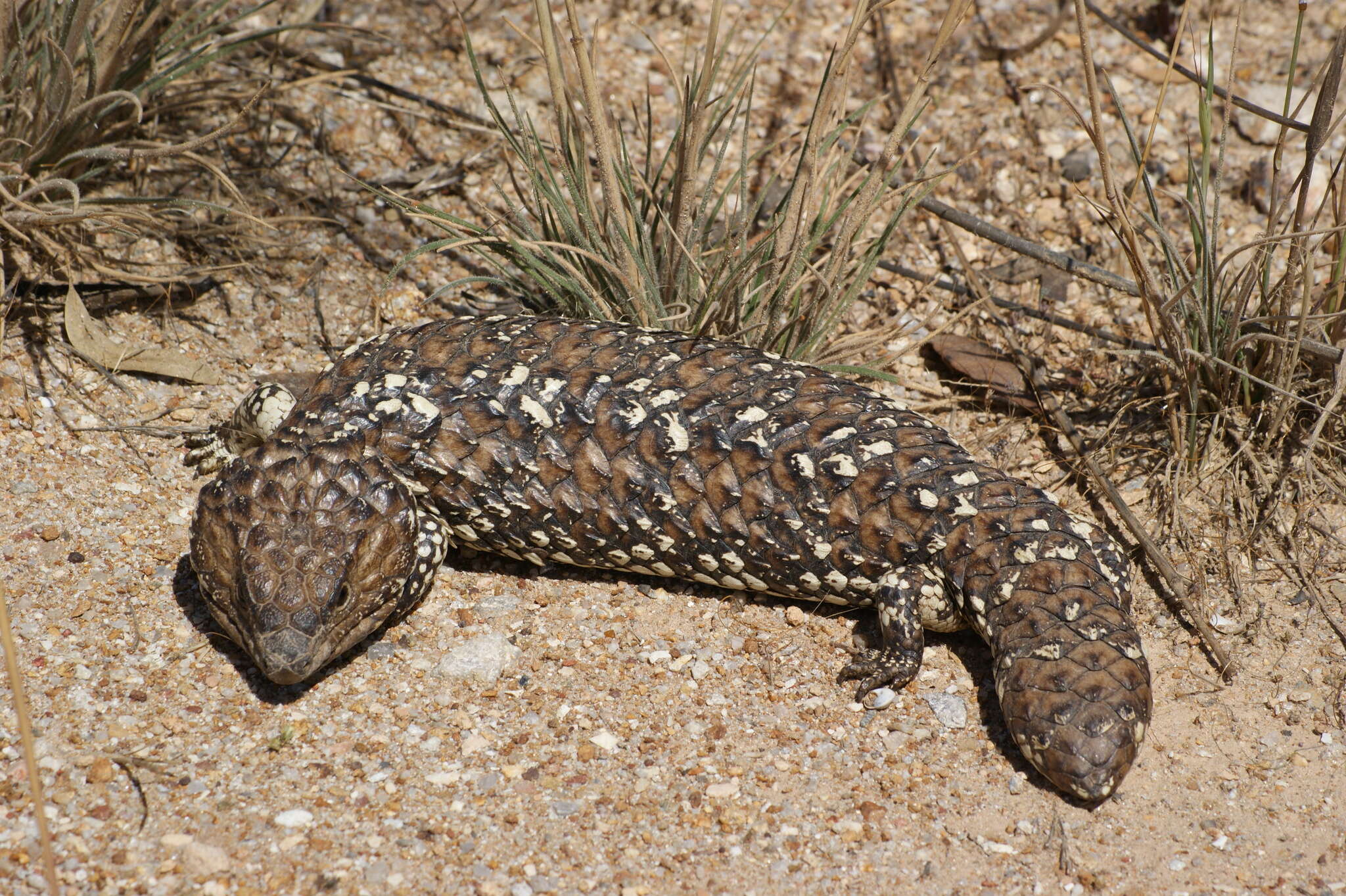 Image of Tiliqua rugosa aspera Gray 1845