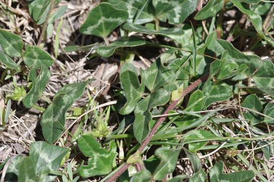 Plancia ëd Vigna unguiculata (L.) Walp.