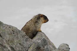 Image of Black-capped Marmot