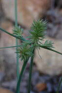 Sivun Cyperus decurvatus (C. B. Clarke) C. Archer & Goetgh. kuva