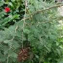 Sivun Vachellia nilotica subsp. indica (Benth.) Kyal. & Boatwr. kuva