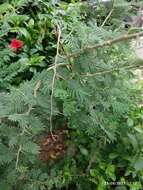 Sivun Vachellia nilotica subsp. indica (Benth.) Kyal. & Boatwr. kuva