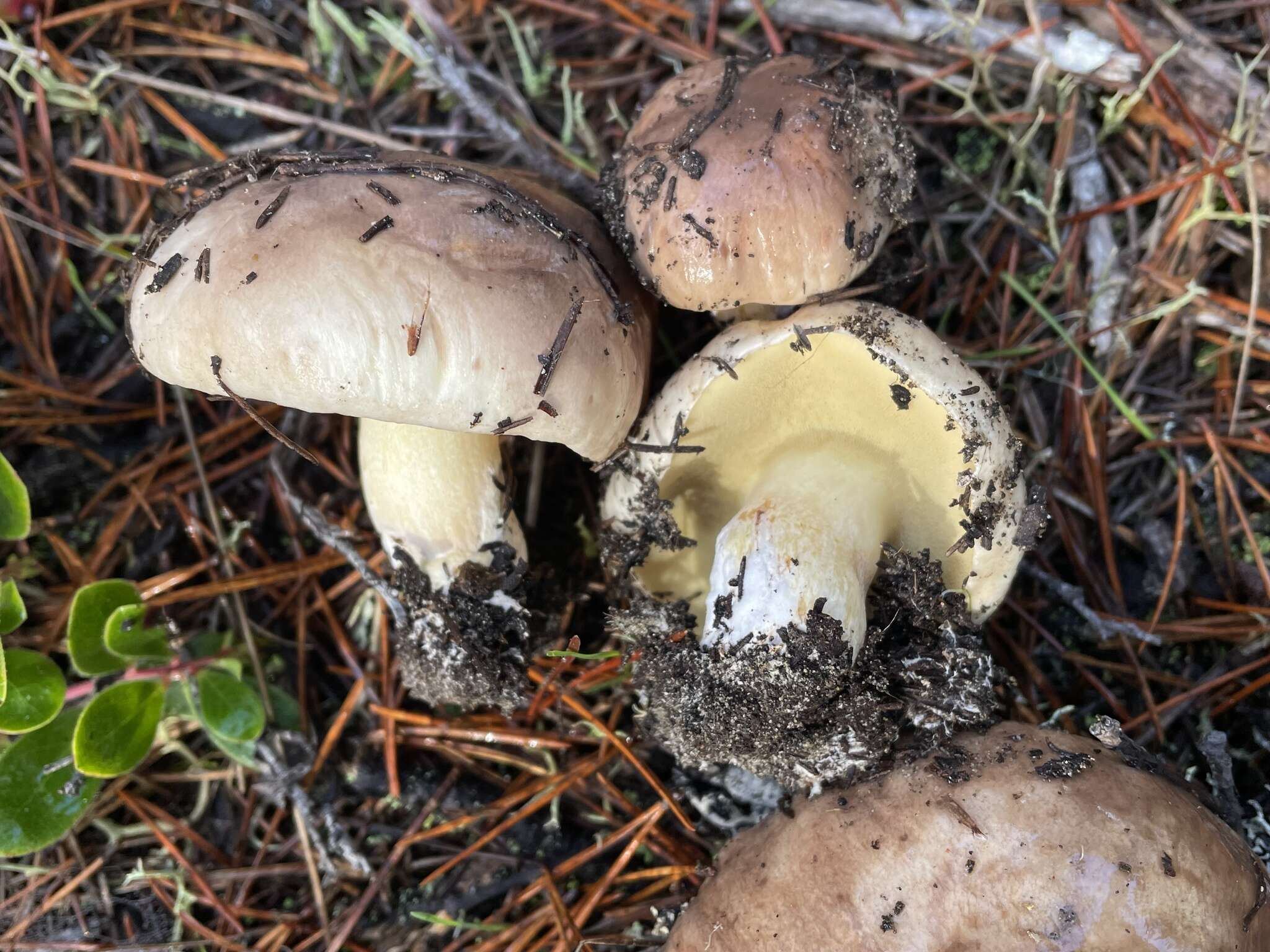 Image of Suillus quiescens T. D. Bruns & Vellinga 2010