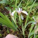 Image of Clackamas iris