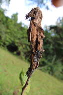 Image of Asimina webworm moth